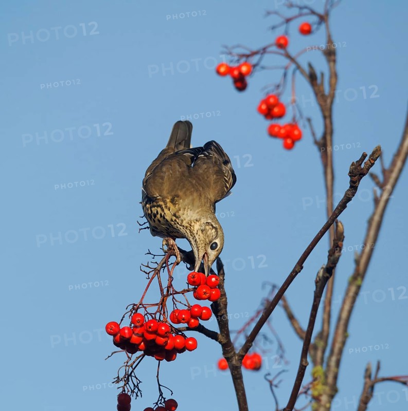 Mistle Thrush
