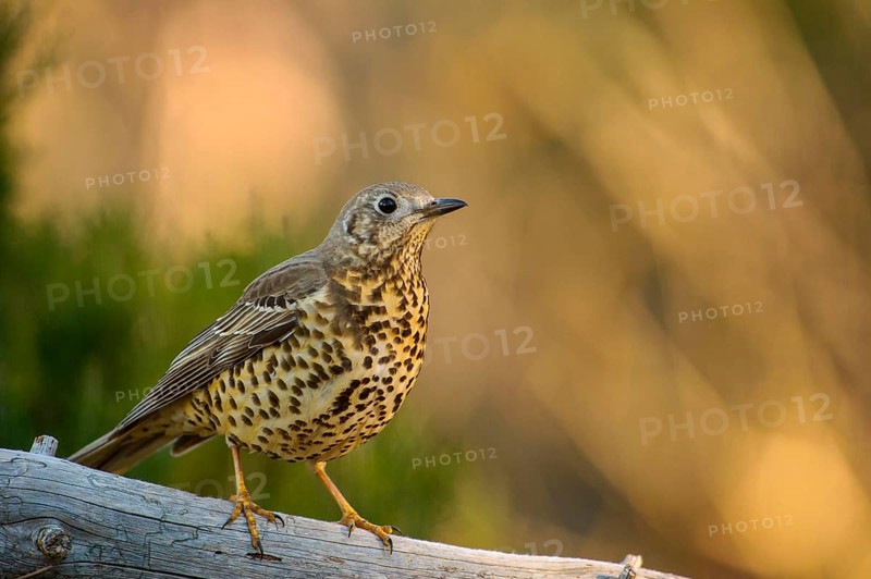 Mistle Thrush