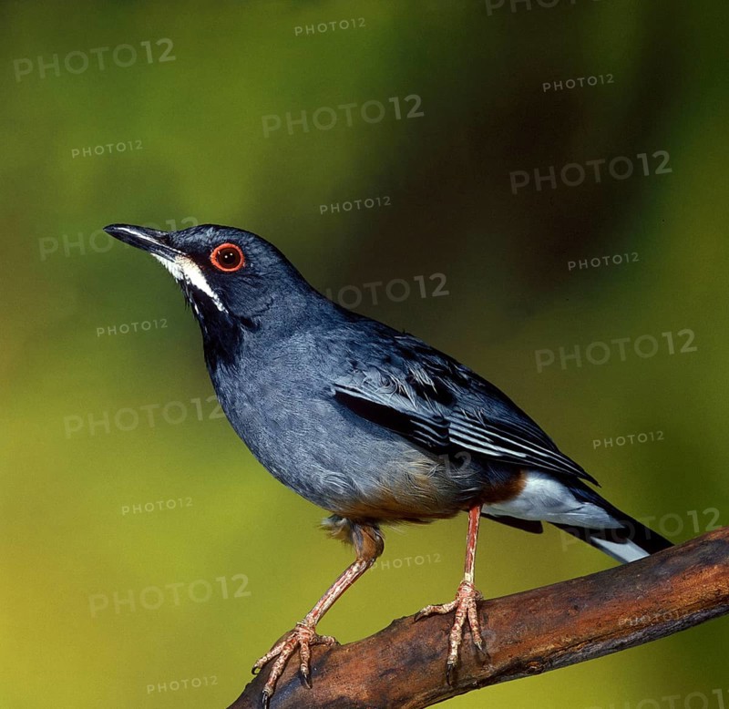 Red-legged Thrush