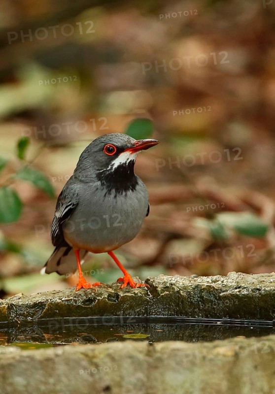 Red-legged Thrush
