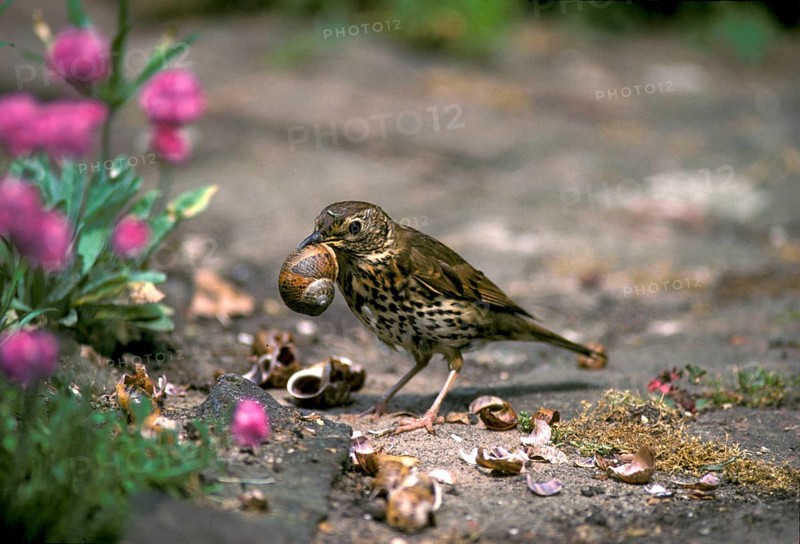 Song thrush