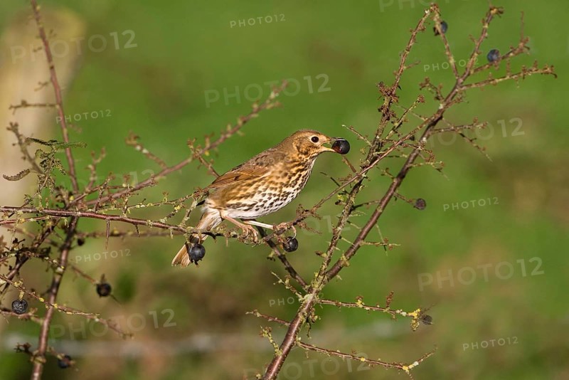 Song Thrush