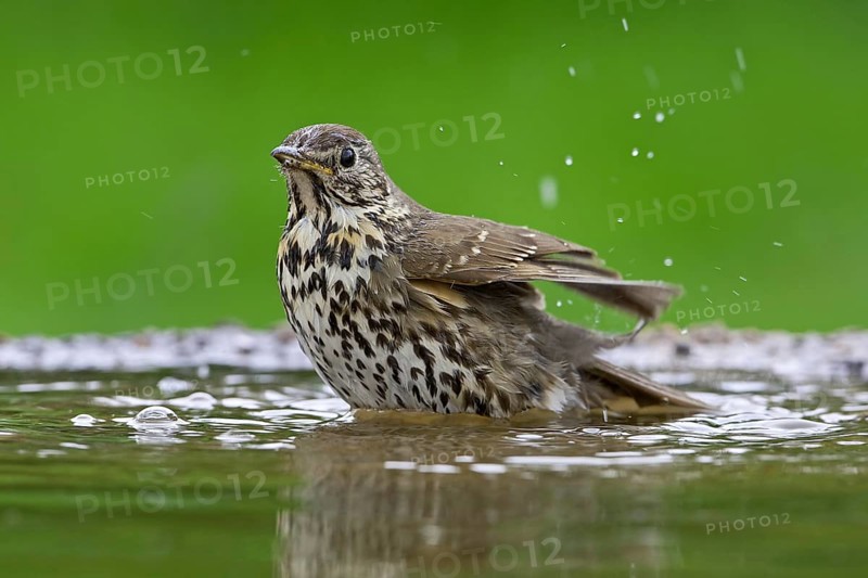 Song thrush