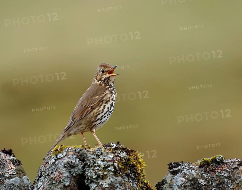 Song thrush