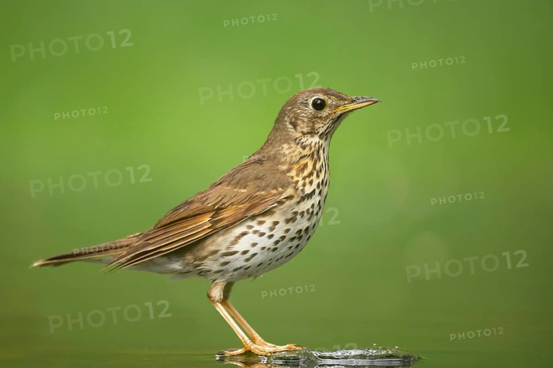 Song thrush