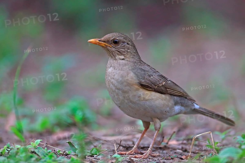 African Thrush