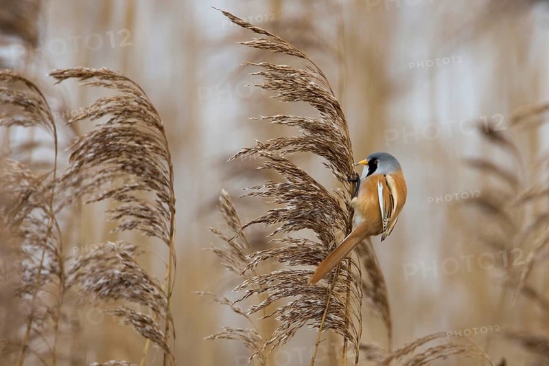 Bearded Tit