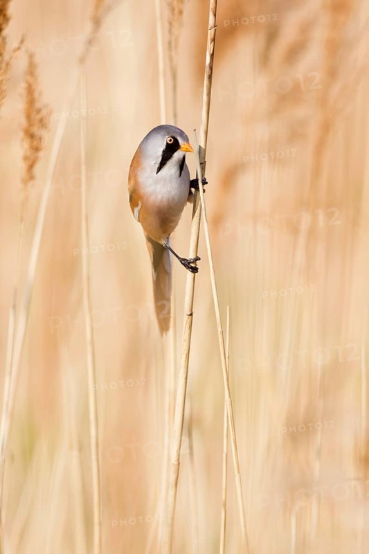 Bearded Tit