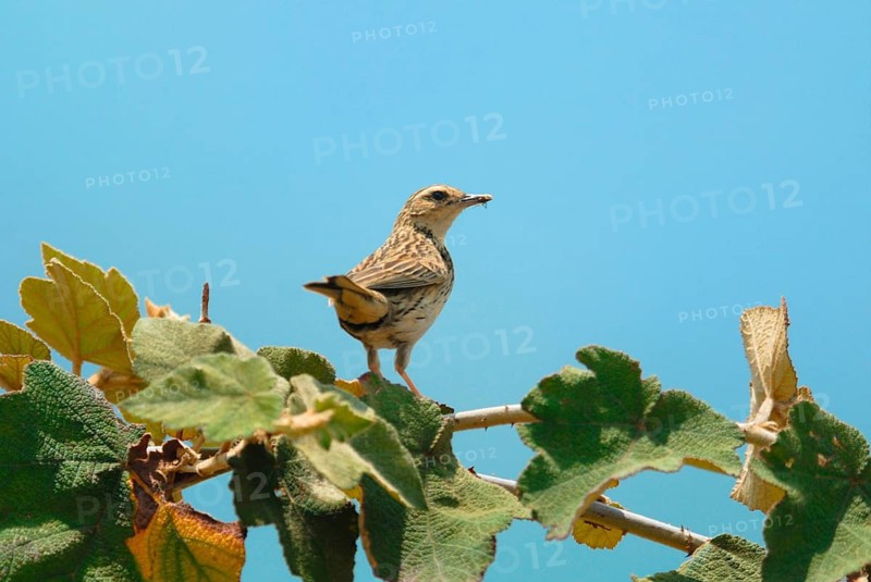 Nilgiri pipit