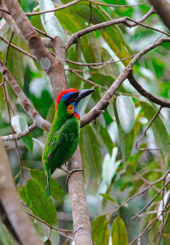 Many-coloured Barbet