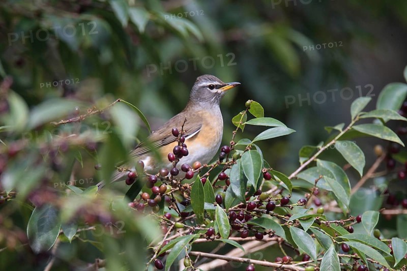 Eyebrowed Thrush