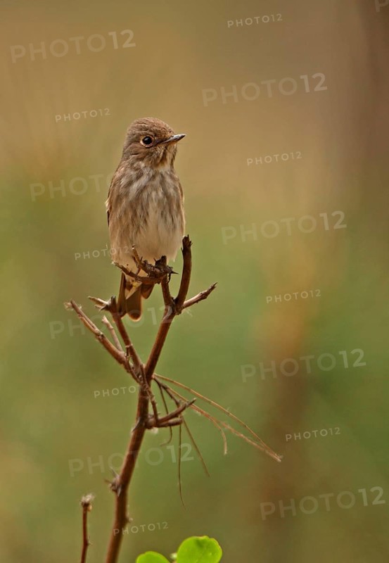 Sooty Flycatcher