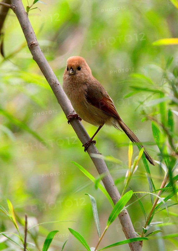 Vinous-throated Parrotbill