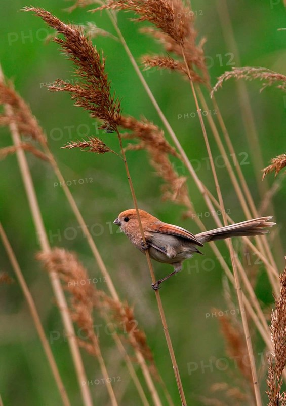 Vinous-throated Parrotbill