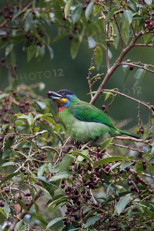 Chinese Barbet