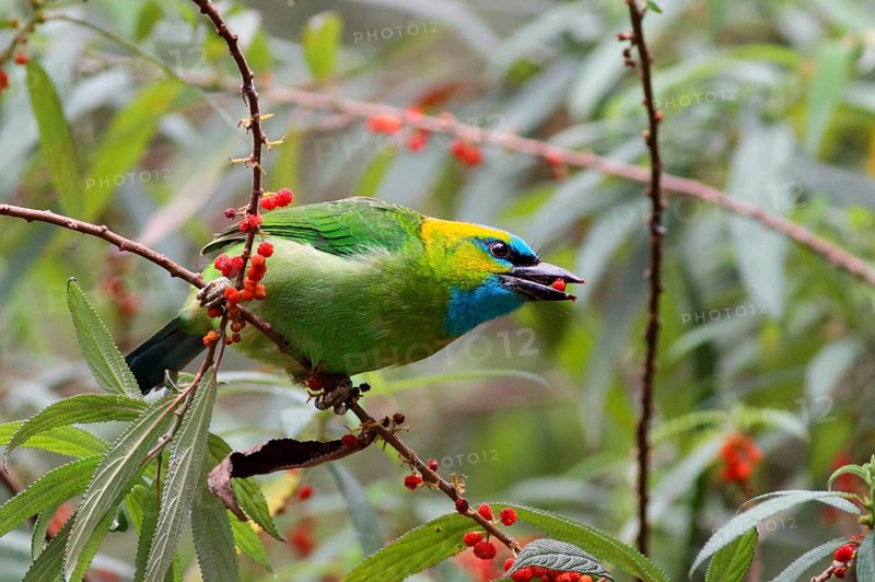 Golden-naped Barbet