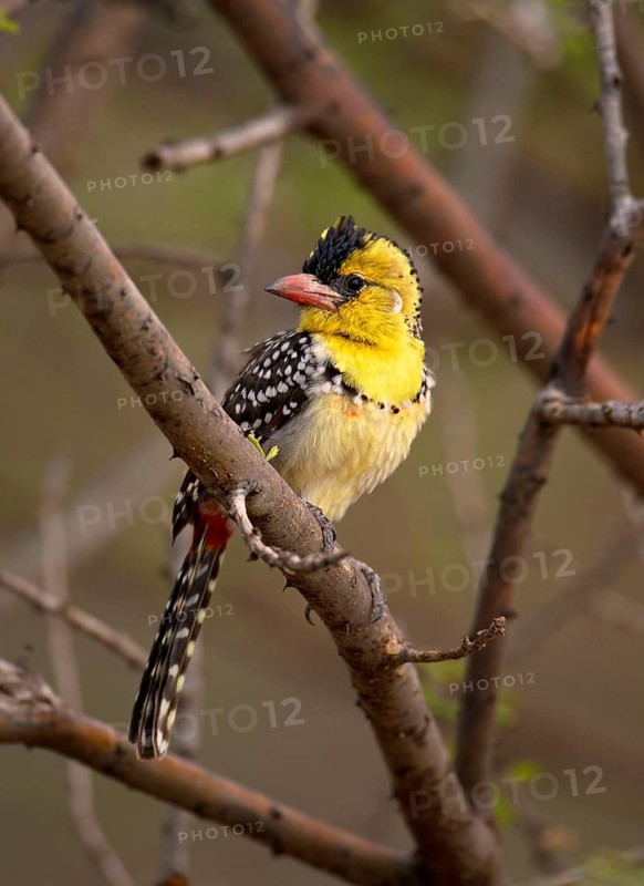 Yellow-breasted barbet