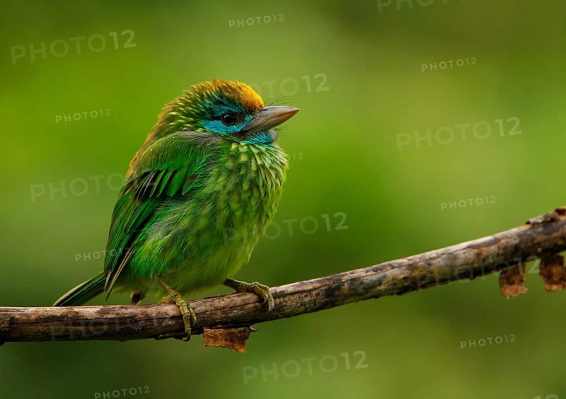 Yellow-fronted Barbet