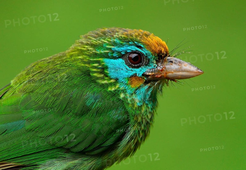 Yellow-fronted Barbet