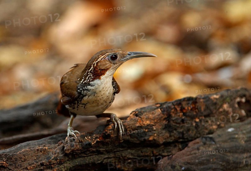 Large Scimitar-babbler