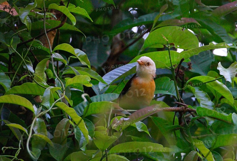 White-headed Scimitar Babbler