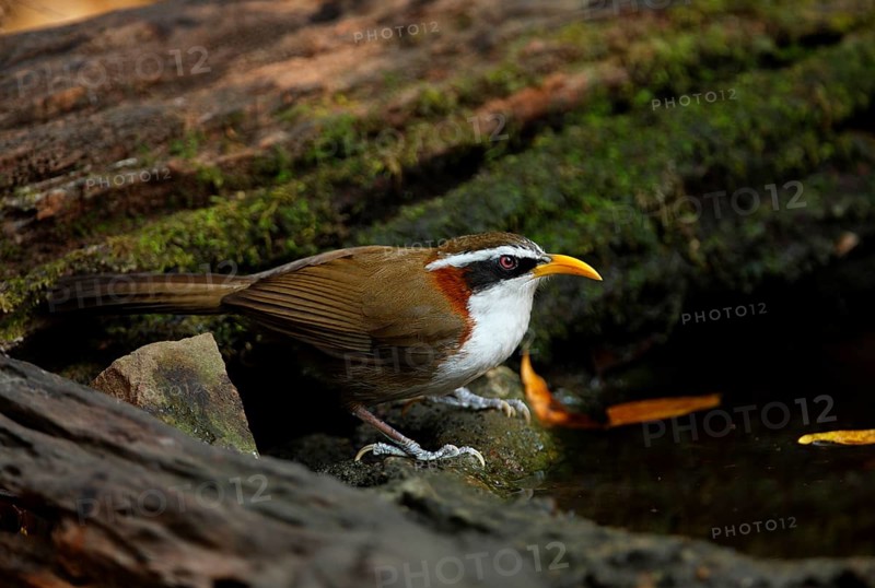Adult white-browed scimitar babbler