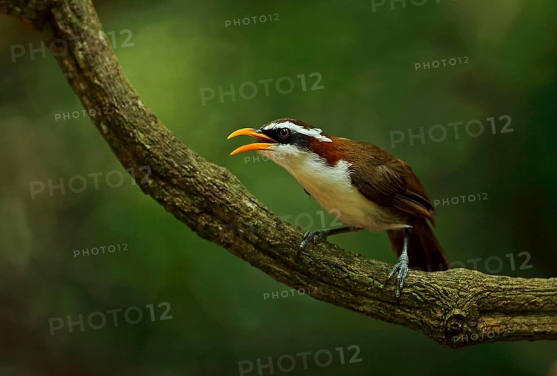 White-browed scimitar babbler