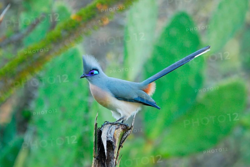 Crested coua
