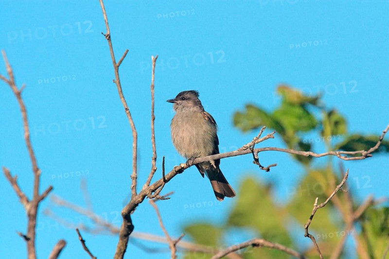 Crowned Slaty Flycatcher