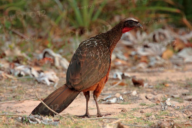 Chestnut-bellied guan