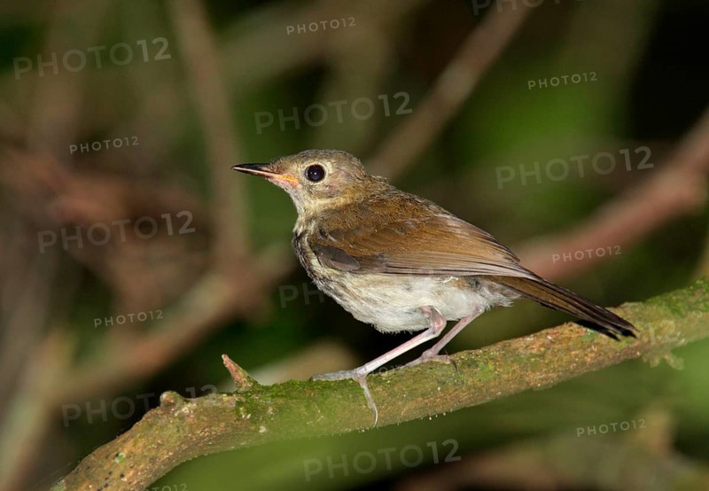 Southern Antpipit