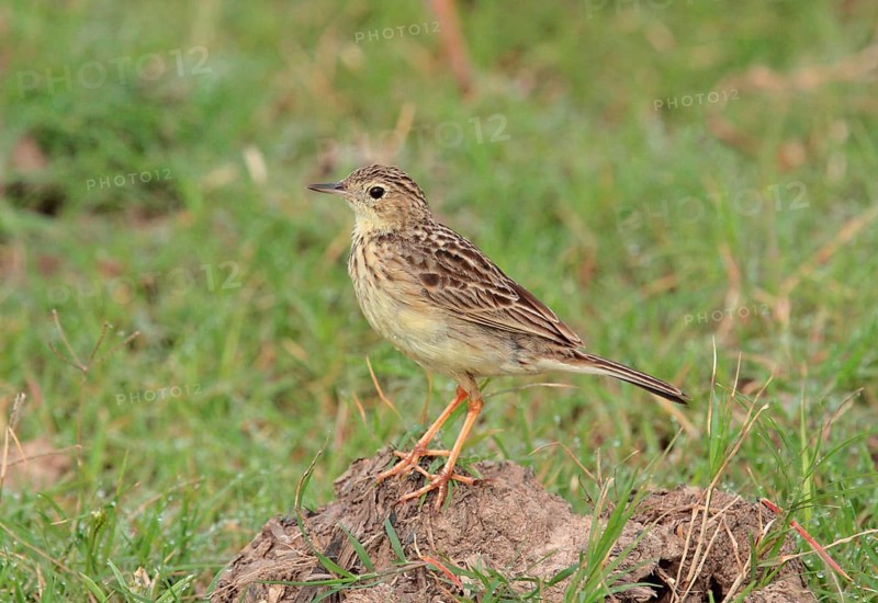 Yellow-spotted Pipit