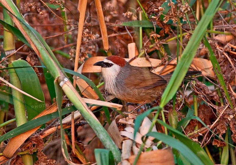 Chestnut-capped Scimitar Babbler