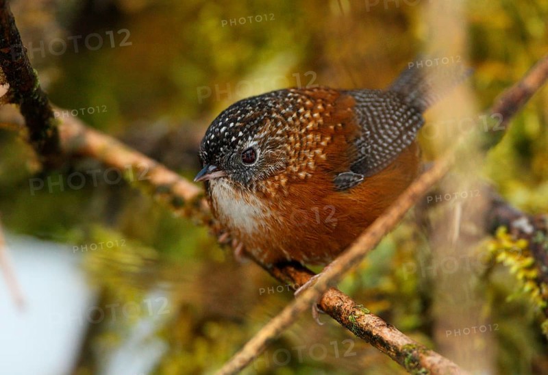 Bar-winged Wren-babbler
