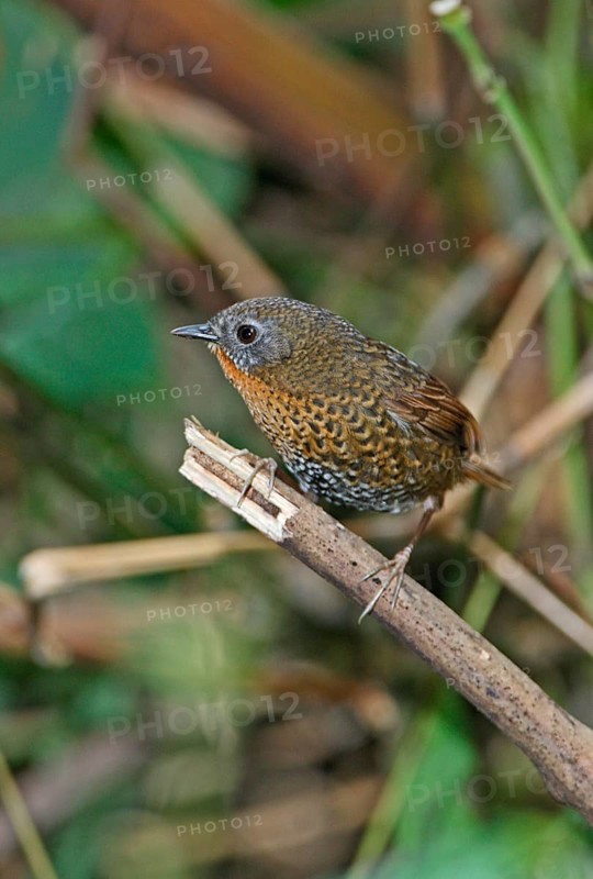 Rufous-throated Wren-babbler