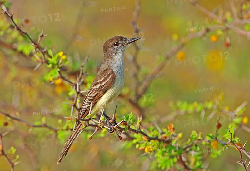 Haitian Crested Flycatcher