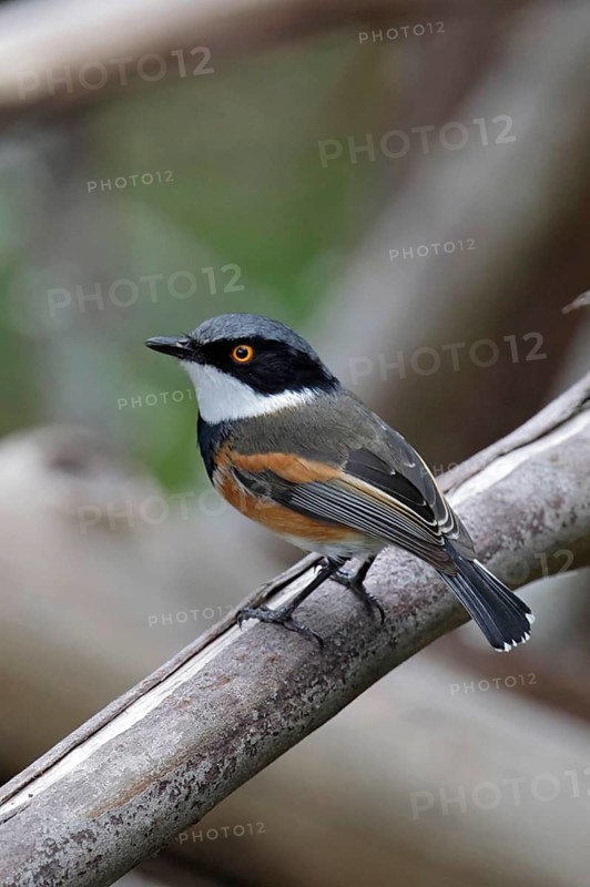 Cape Batis