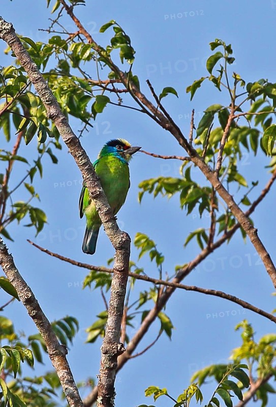 Green Barbet