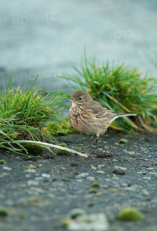 Pacific Pipit