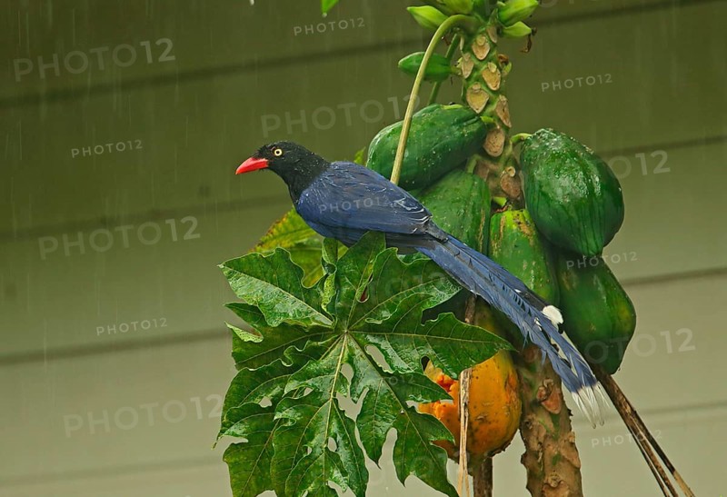 Taiwan taiwan blue magpie
