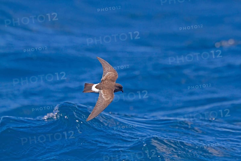 New Zealand Storm-petrel