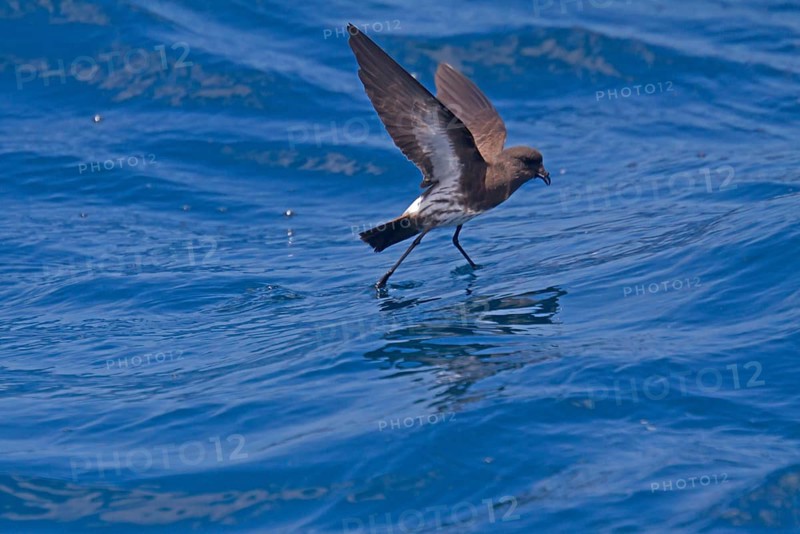 New Zealand Storm-petrel
