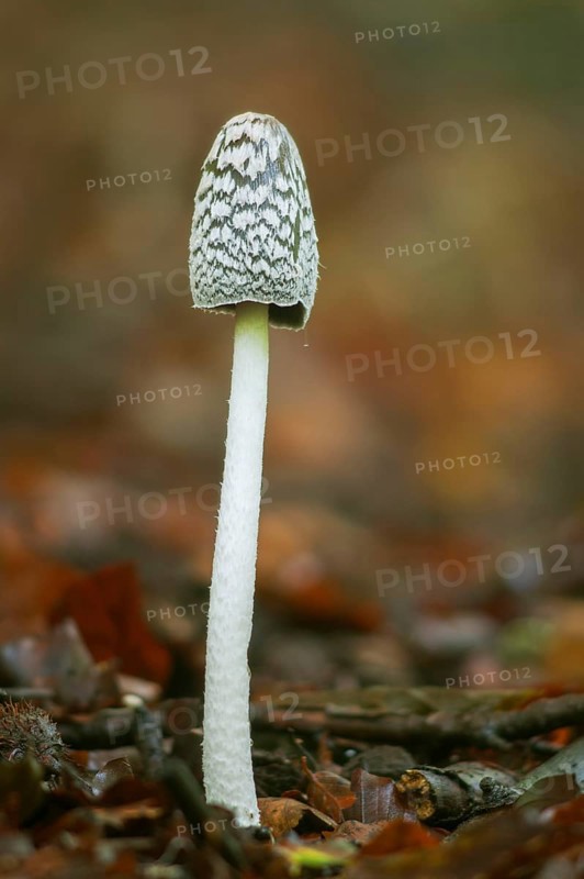 Magpie Fungus