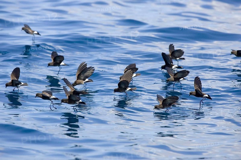 Elliot's Storm Petrel