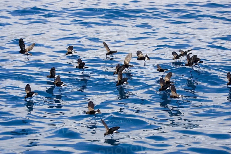 Elliot's Storm-Petrel