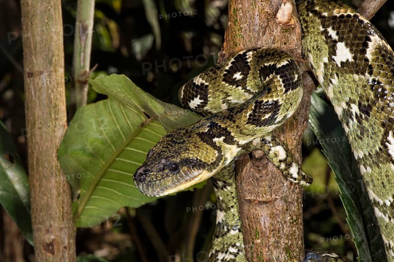 Madagascar tree boa