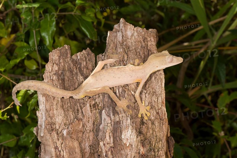Lined lined leaf-tailed gecko