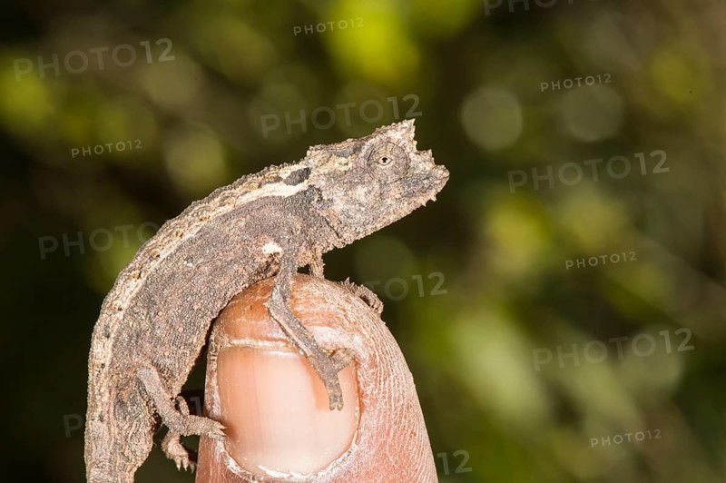 Malagasy dwarf chameleon