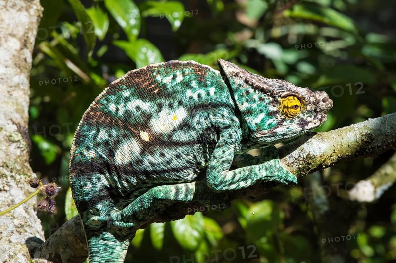 Parson's chameleon