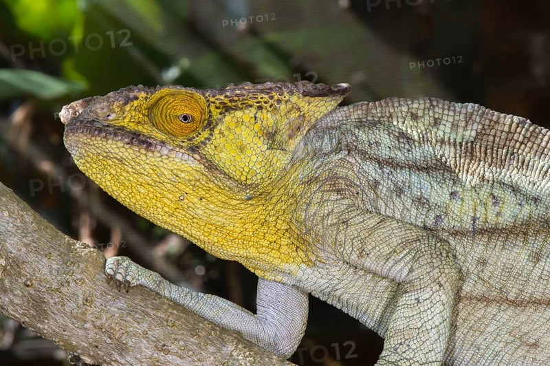 Parson's chameleon